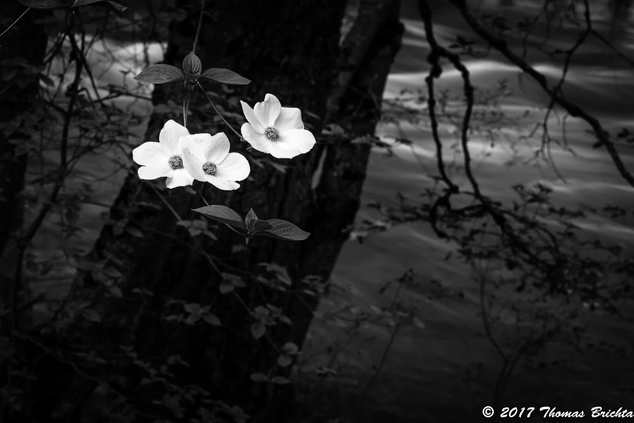2026 Spring Yosemite Workshop May 3-7, 2026- Couple - Image 3
