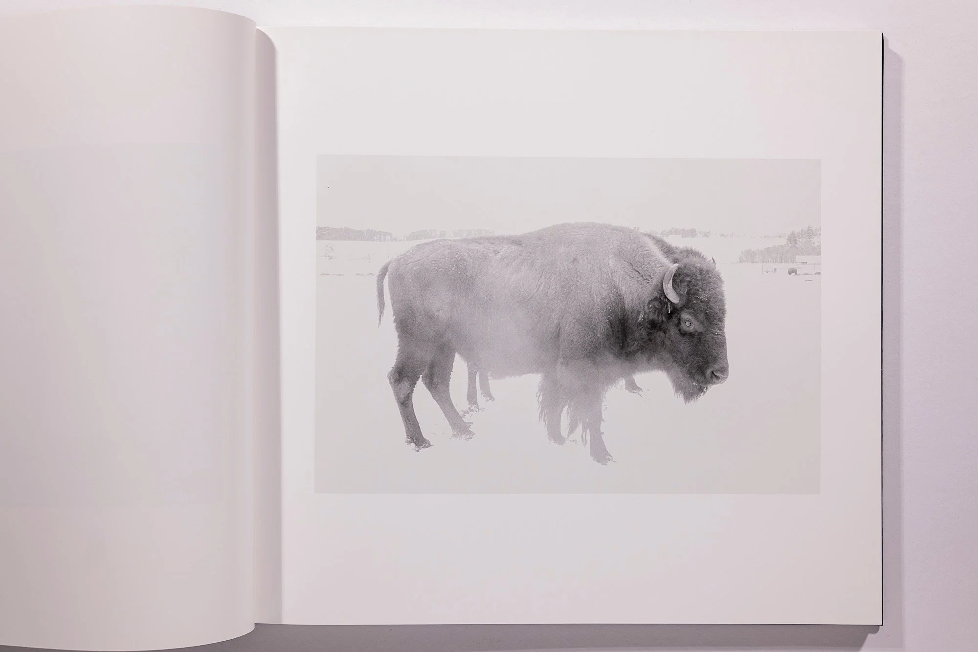 Alessandra Sanguinetti, Some Say Ice, Unsigned - Image 7